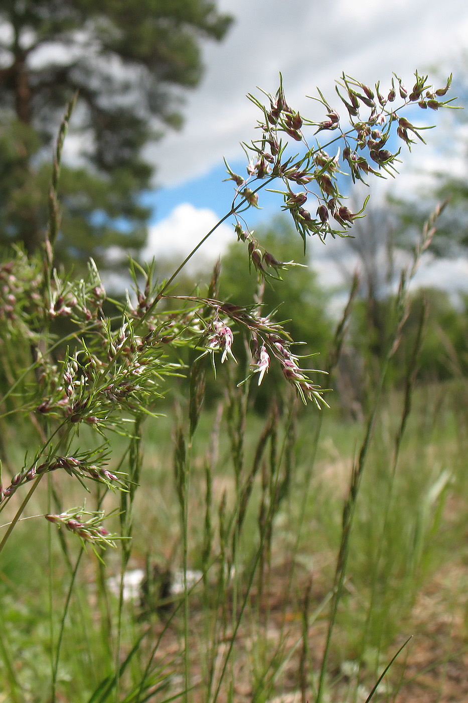 Изображение особи Poa bulbosa ssp. vivipara.