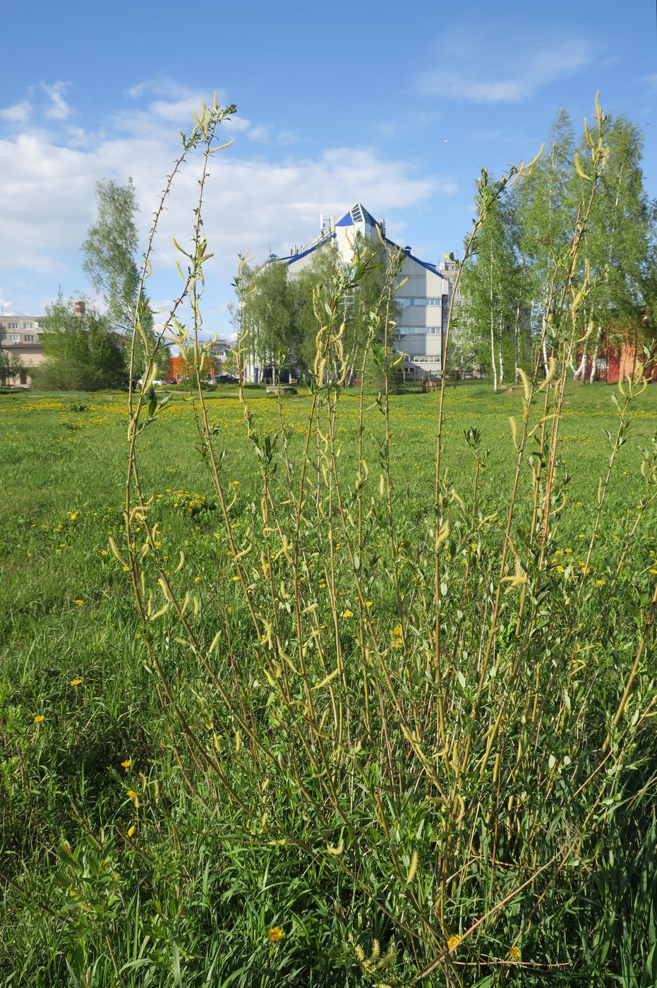 Image of Salix triandra specimen.