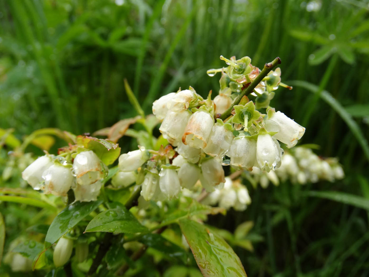 Image of Vaccinium &times; atlanticum specimen.