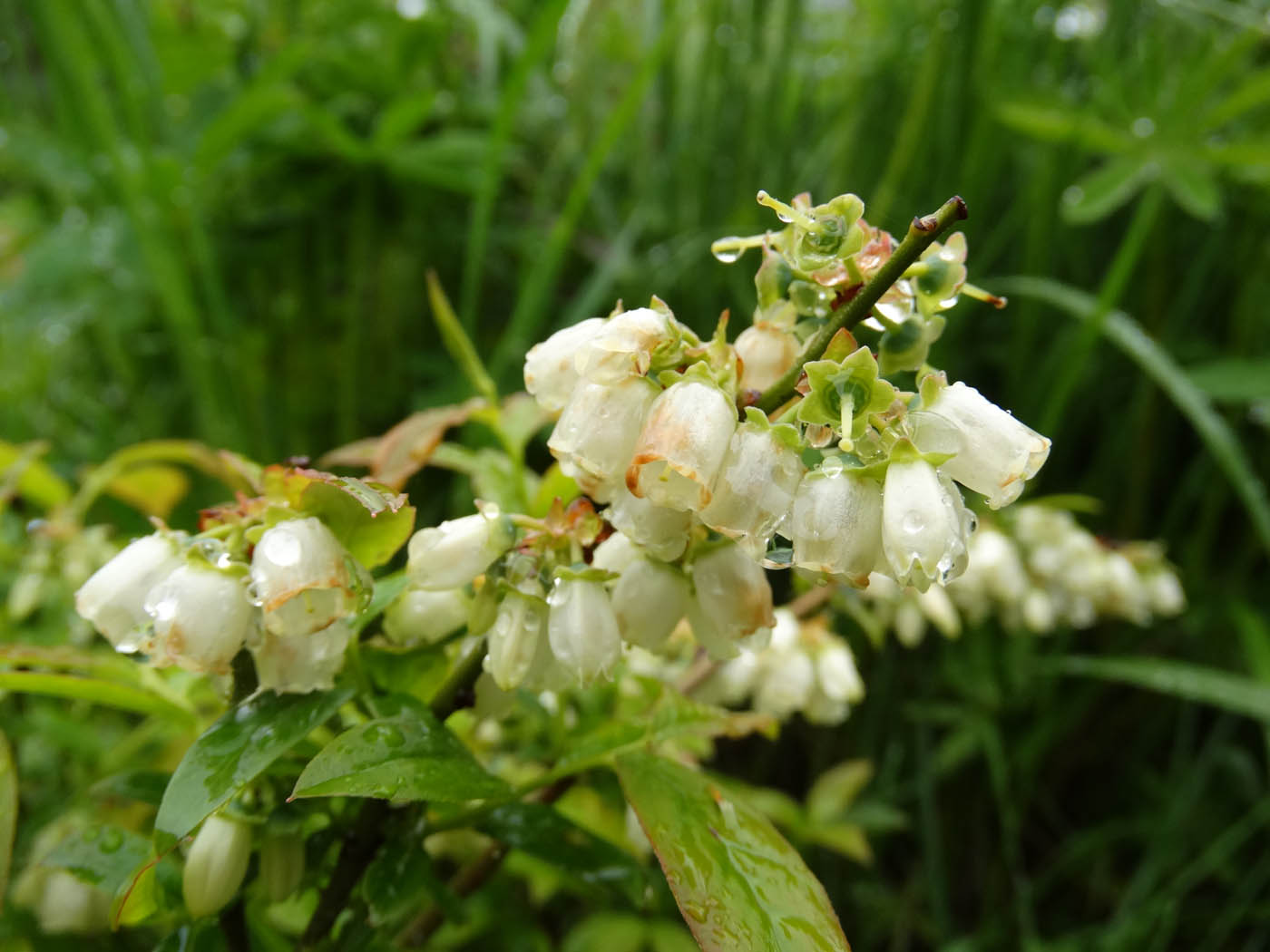 Image of Vaccinium &times; atlanticum specimen.