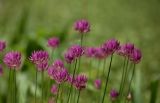 Allium barsczewskii