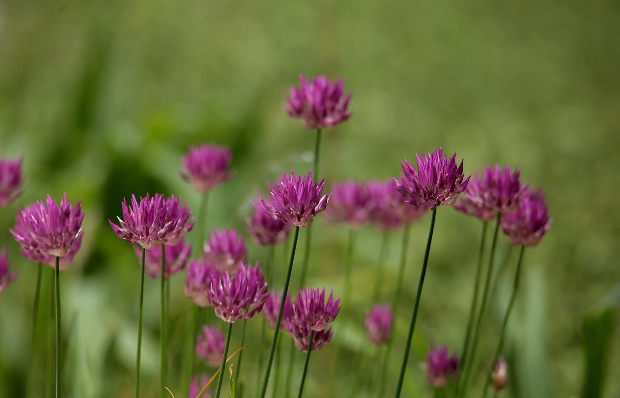 Изображение особи Allium barsczewskii.