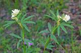 Trifolium spryginii