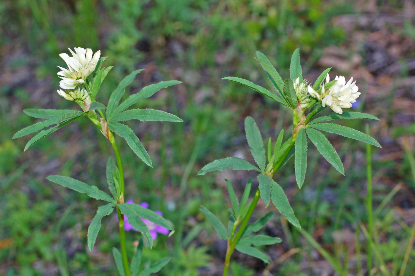 Изображение особи Trifolium spryginii.