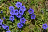 Gentiana dshimilensis