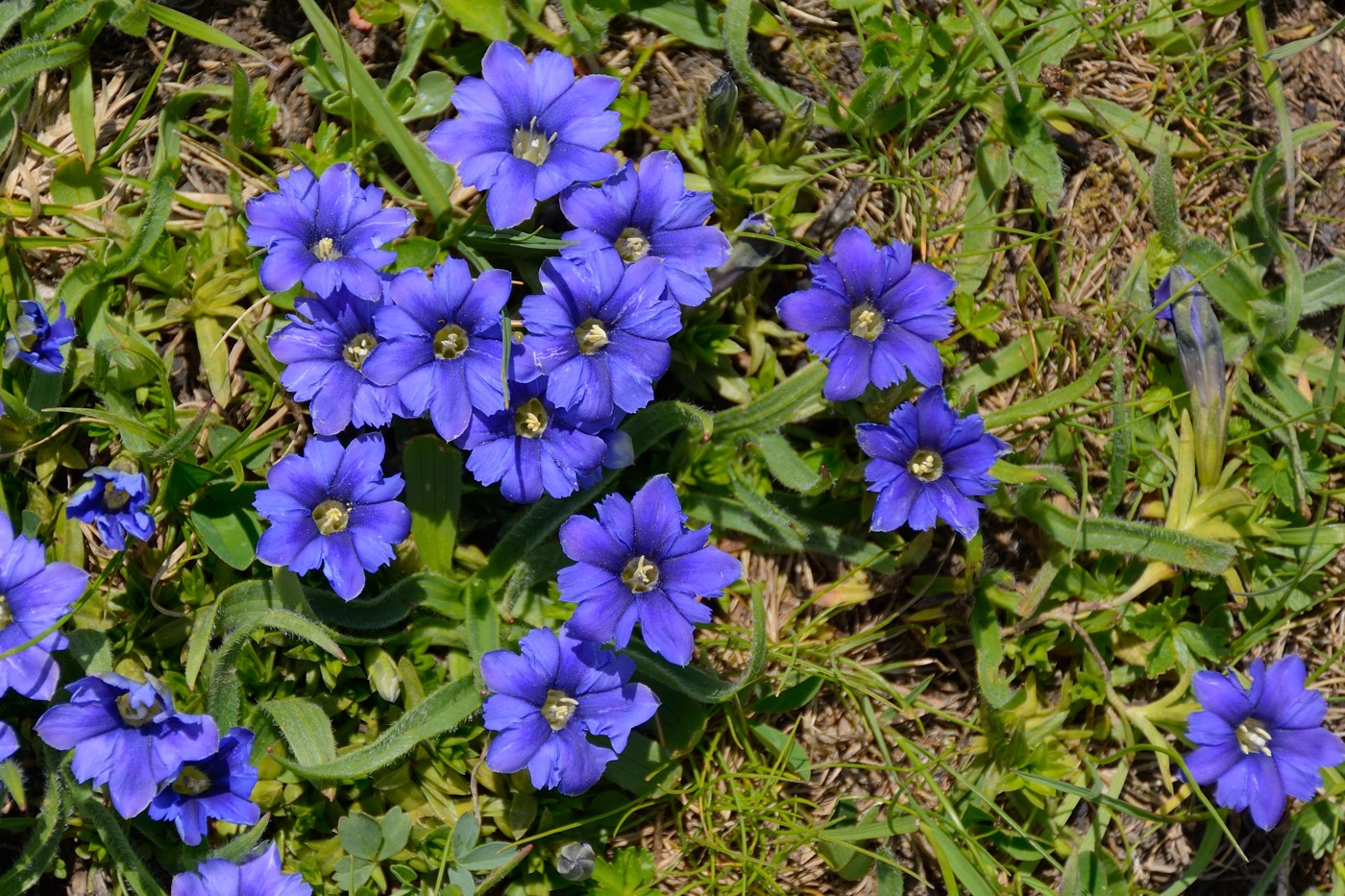 Image of Gentiana dshimilensis specimen.