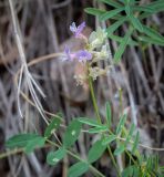 Astragalus silvisteppaceus. Верхушка цветущего растения в сообществе с вегетируемым Euphorbia gmelinii (вверху). Пермский край, Кунгурский р-н, окр. с. Филипповка, гора Ледяная, крутой склон, обнажения гипса. 18.07.2020.