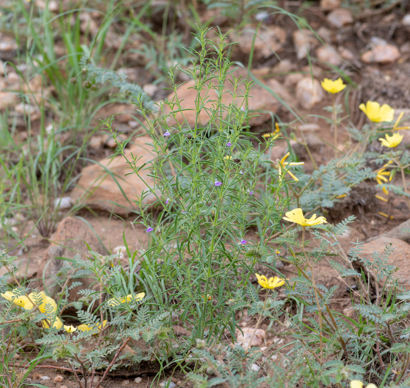 Image of Justicia divaricata specimen.