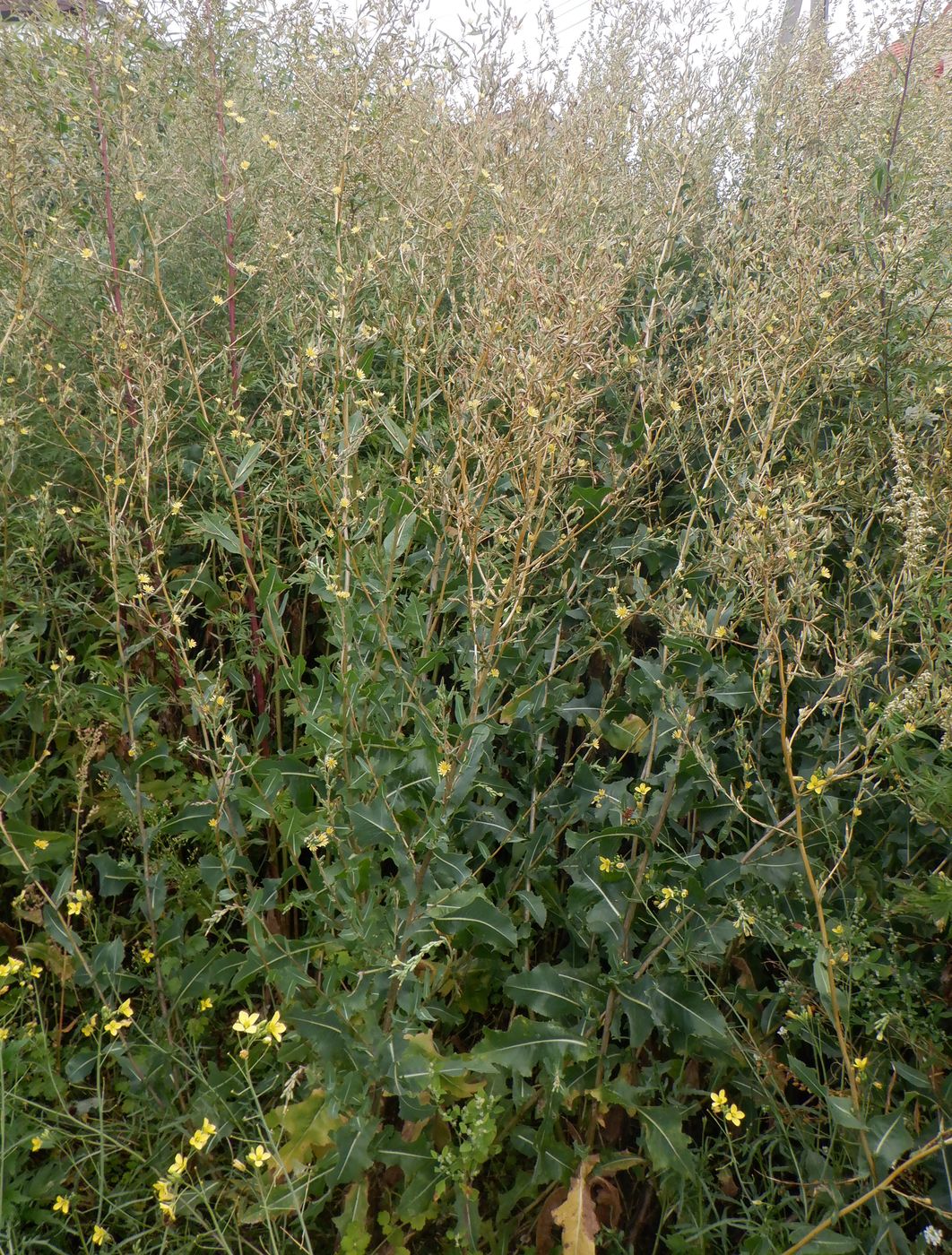 Изображение особи Lactuca serriola.