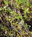 Galium trifidum