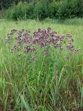 Origanum vulgare
