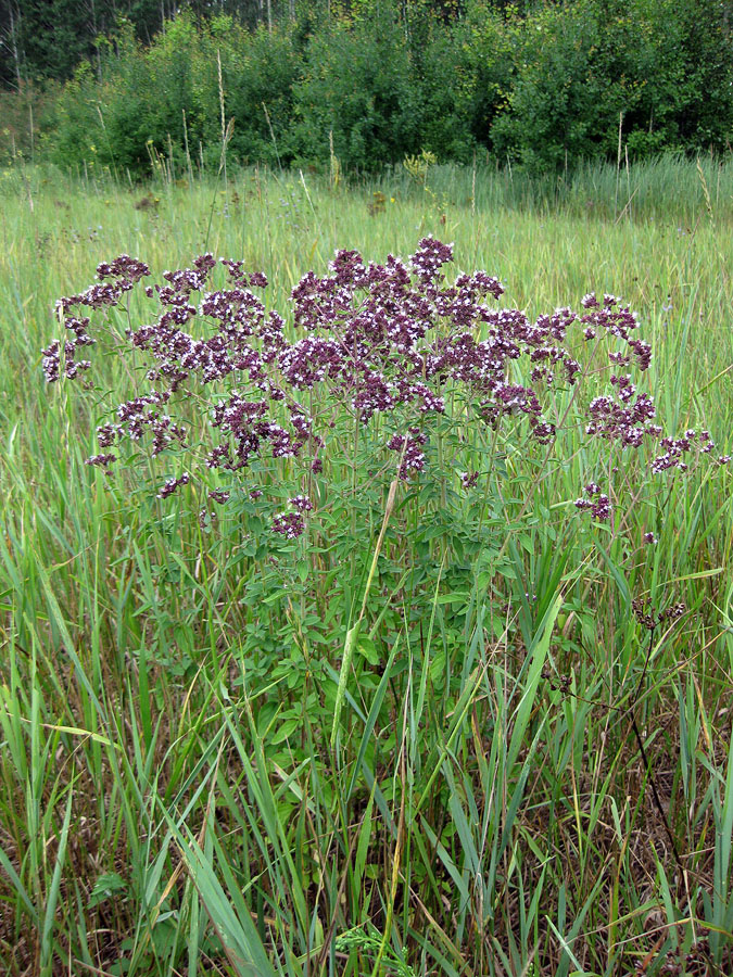 Изображение особи Origanum vulgare.