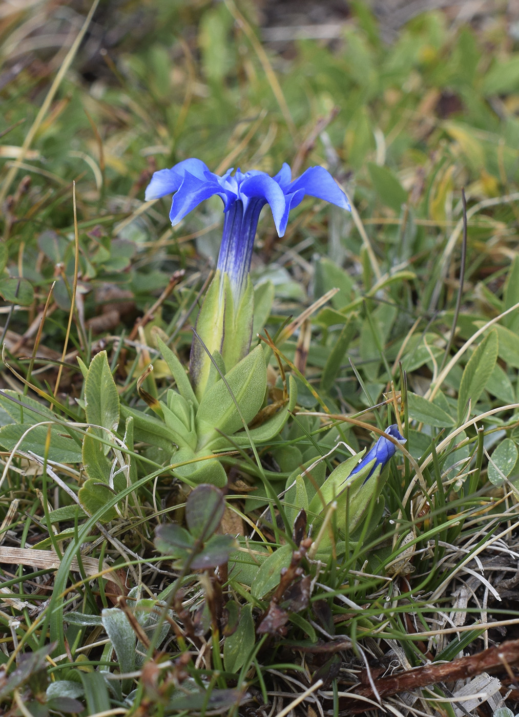 Изображение особи Gentiana verna.