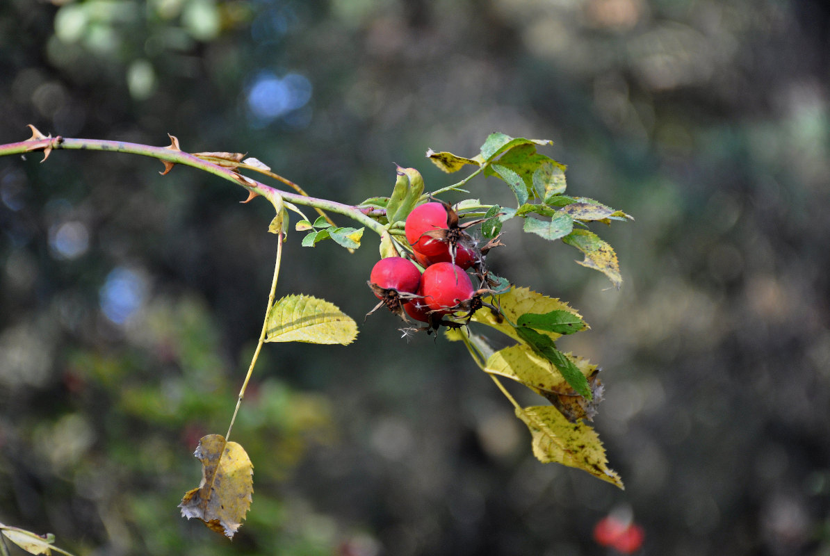 Image of genus Rosa specimen.