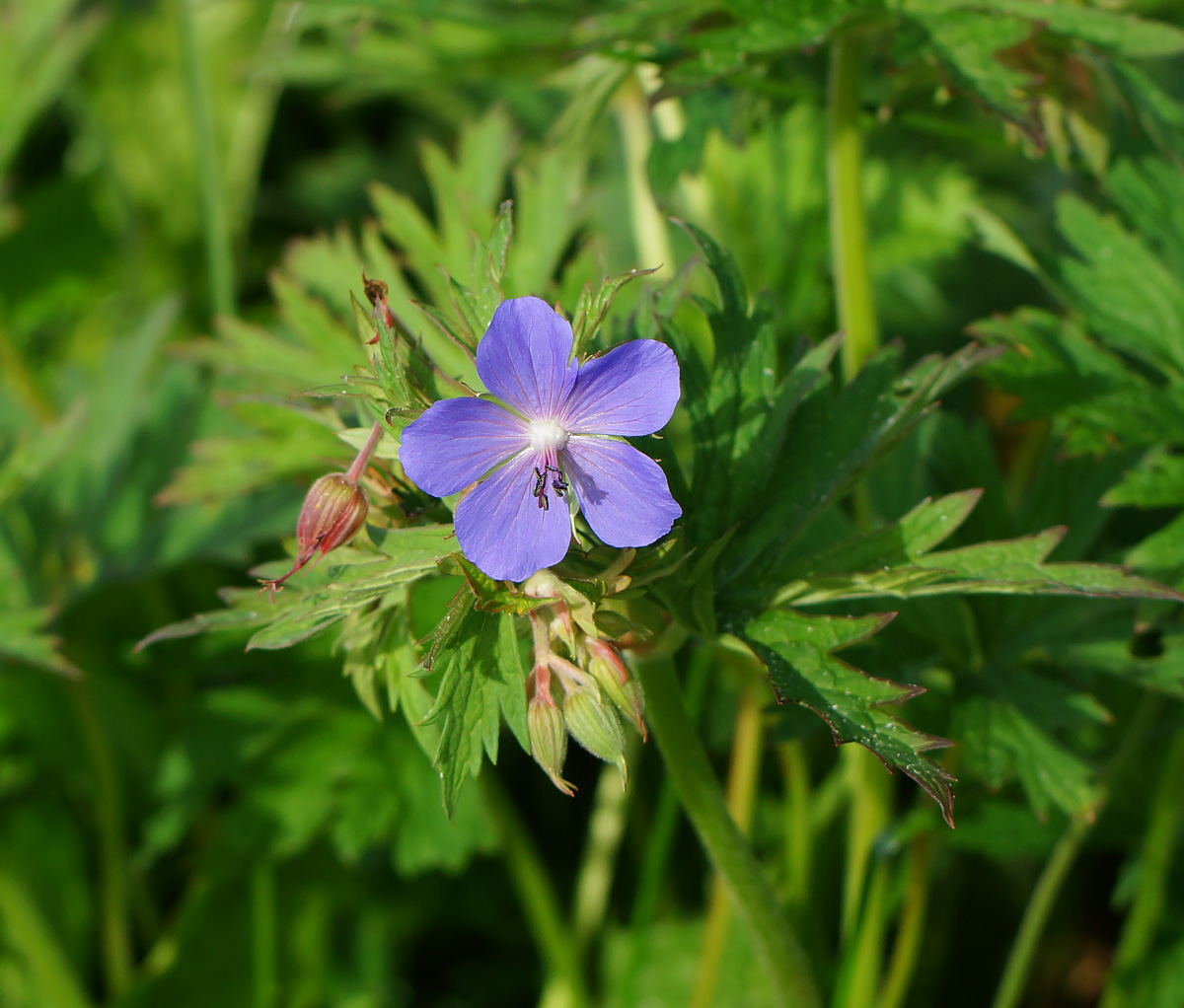 Изображение особи Geranium pratense.