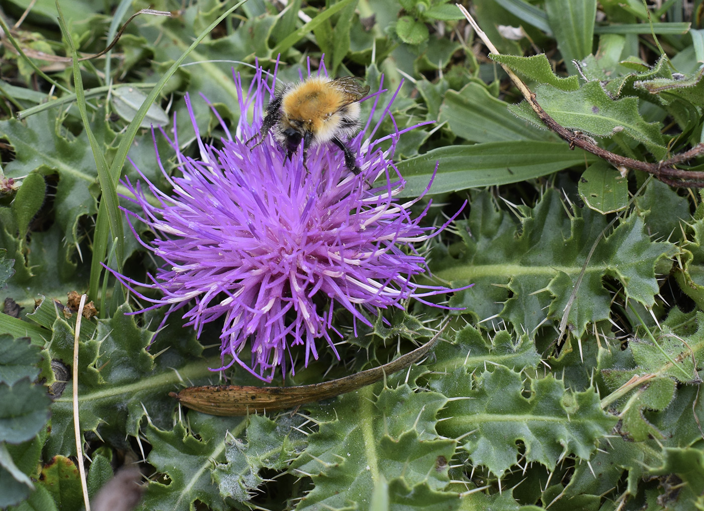 Image of Cirsium acaule specimen.