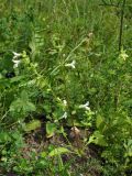 Stachys annua. Растение с цветками и формирующимися плодами. Украина, Львовская обл., Золочевский р-н, нарушенное местообитание у обочины грунтовой дороги на луговом склоне. 11 августа 2010 г.