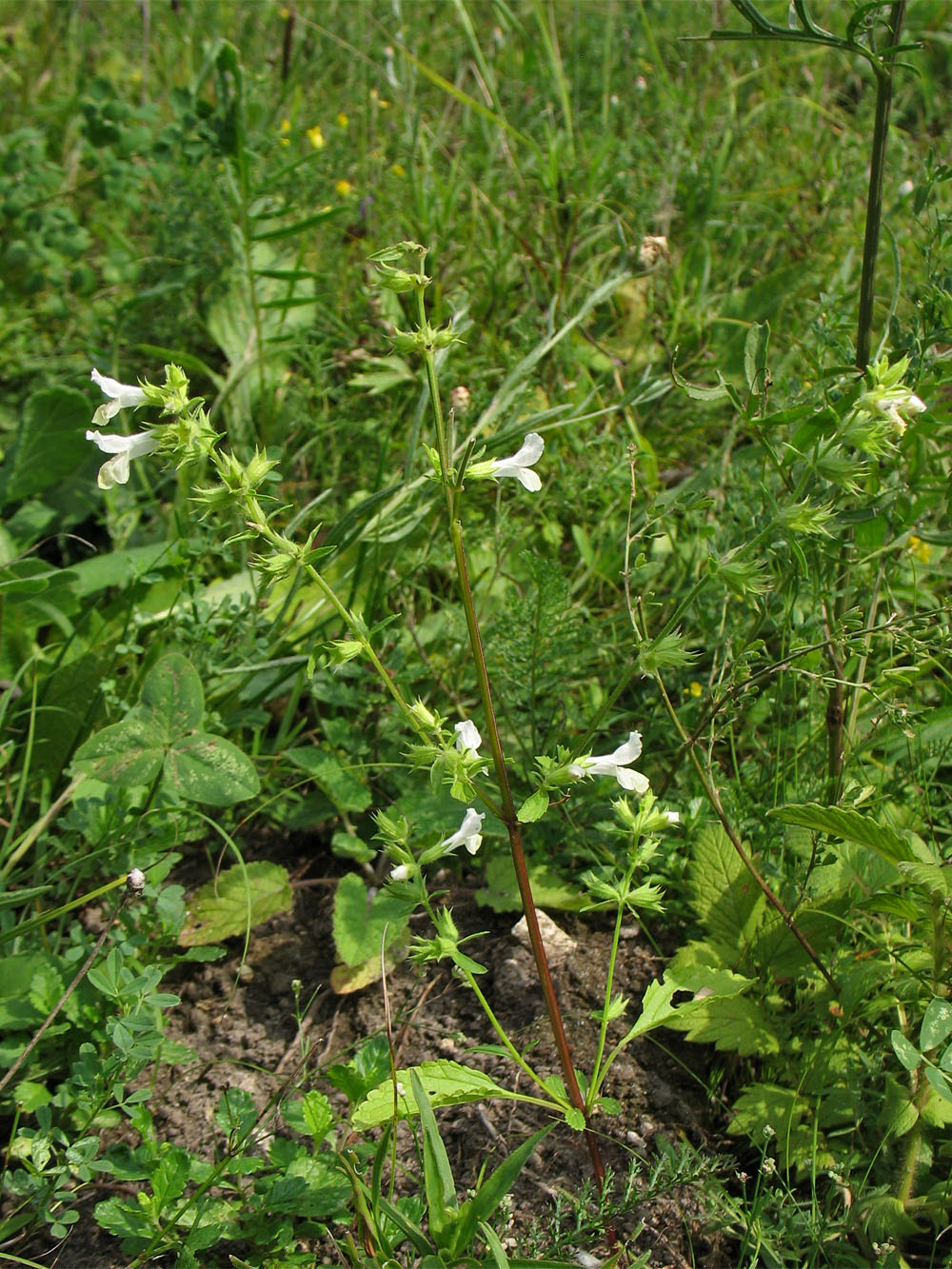 Image of Stachys annua specimen.