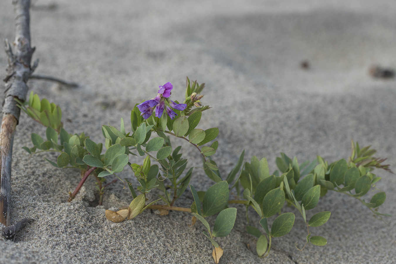 Изображение особи Lathyrus japonicus ssp. maritimus.