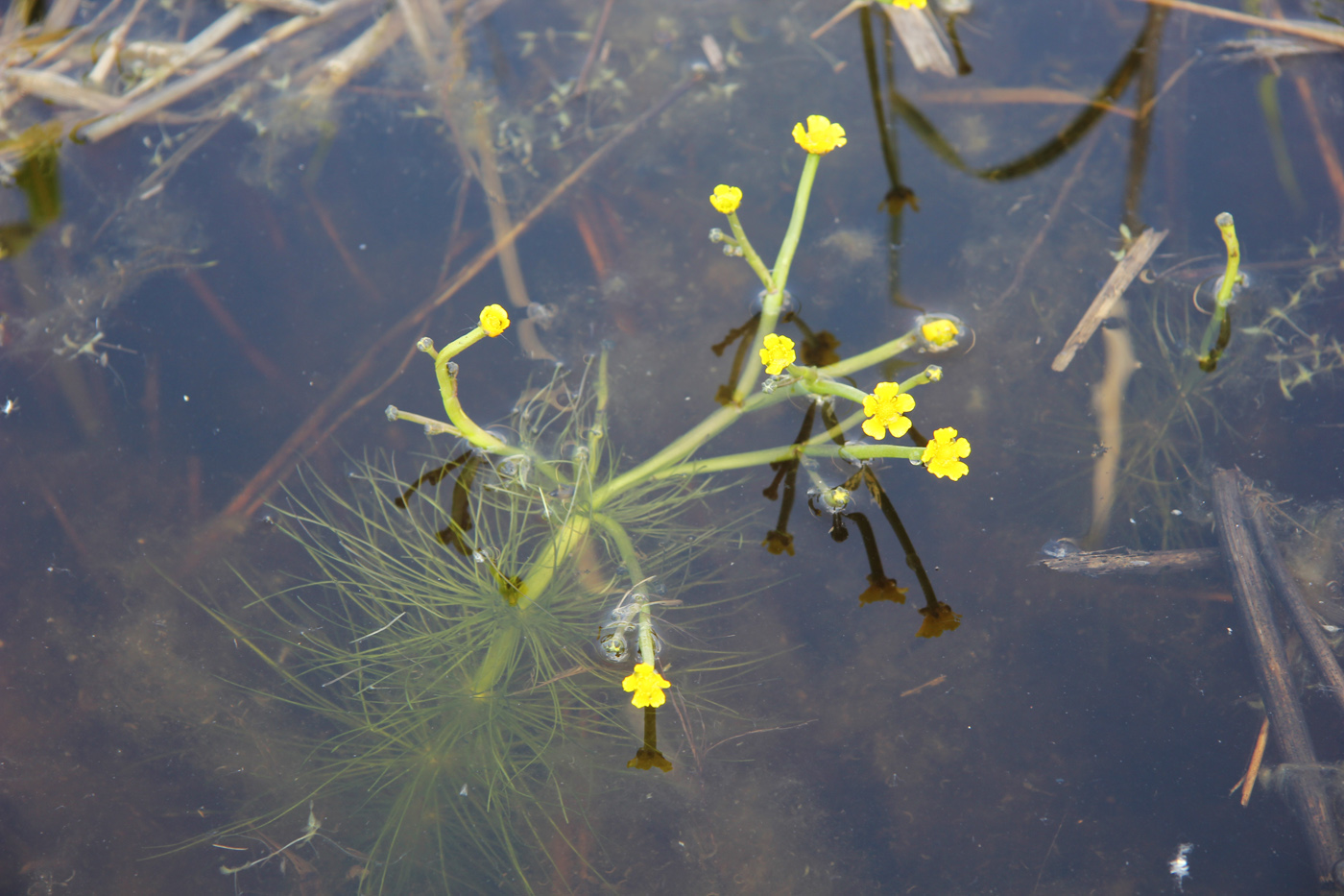 Image of Ranunculus polyphyllus specimen.