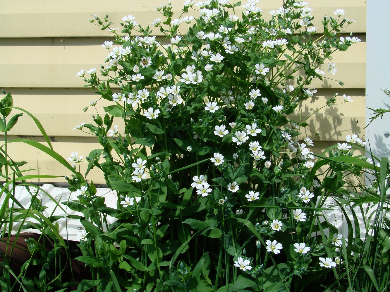 Image of Cerastium davuricum specimen.