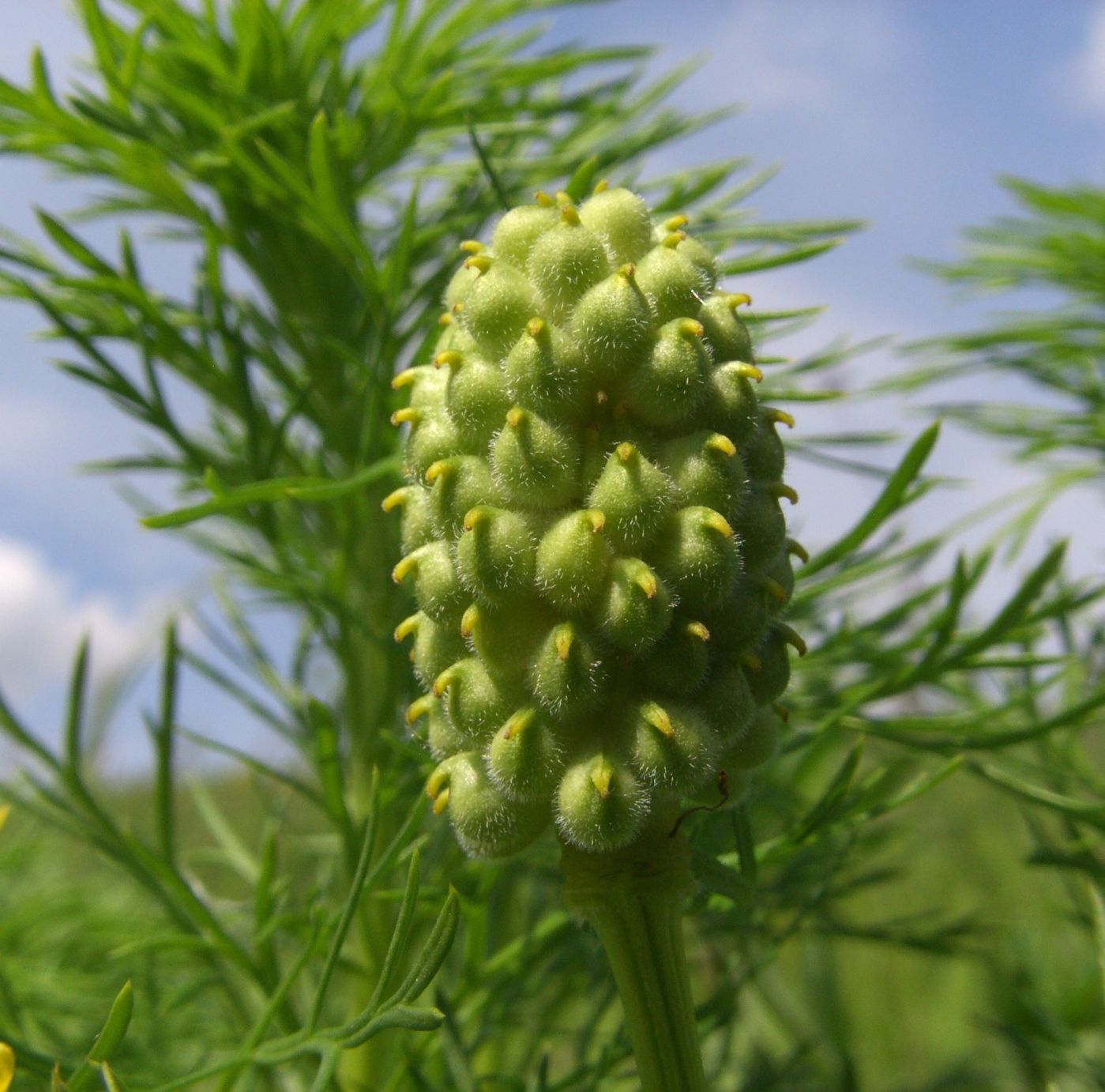 Изображение особи Adonis vernalis.