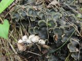 Peltigera horizontalis