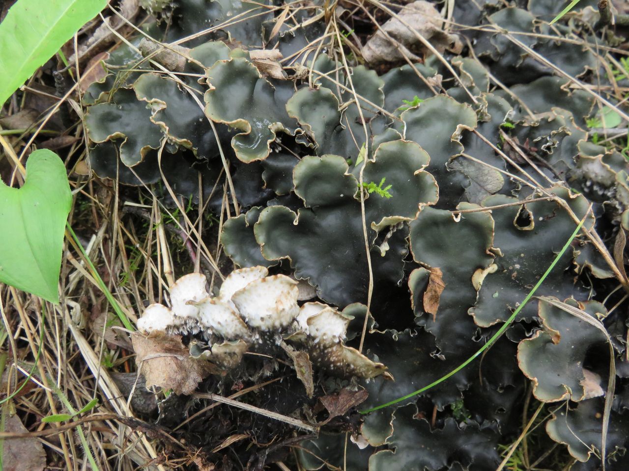 Image of Peltigera horizontalis specimen.