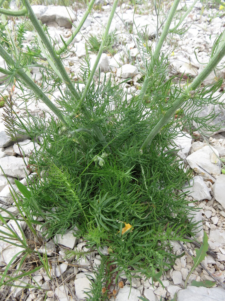 Image of Crepis chondrilloides specimen.