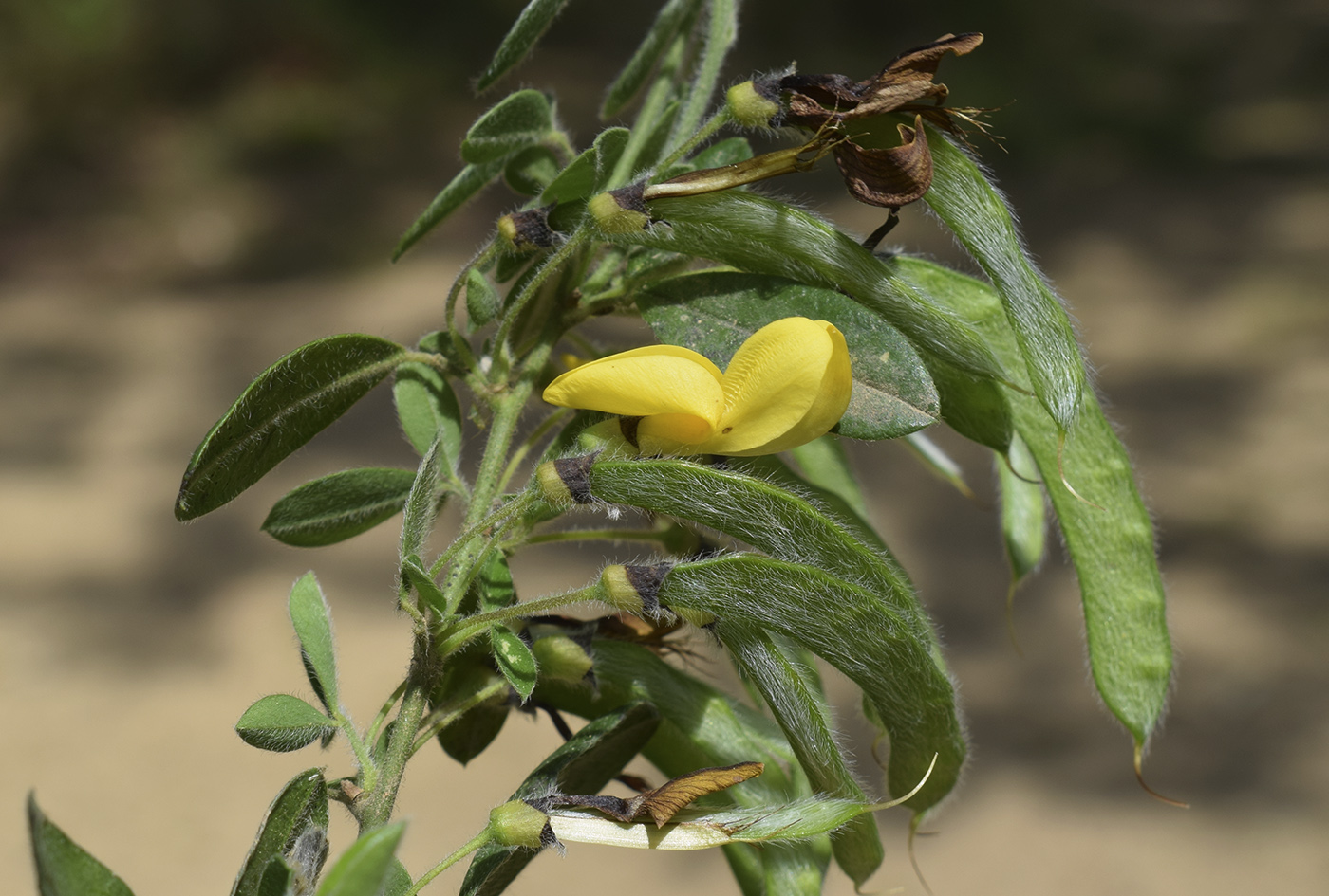 Image of Cytisus villosus specimen.