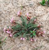 Astragalus pallasii