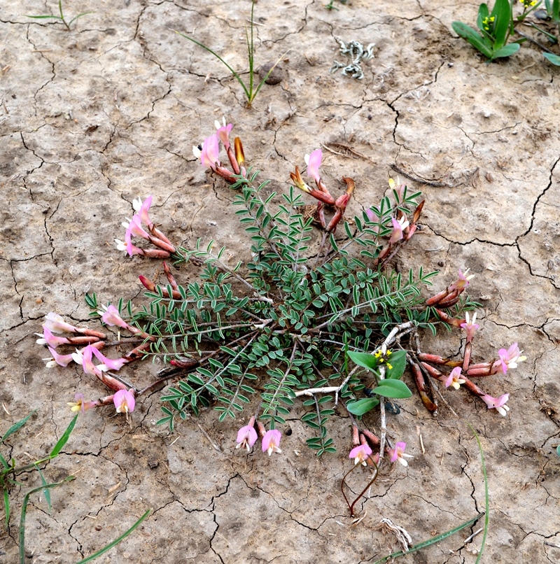 Image of Astragalus lasiophyllus specimen.
