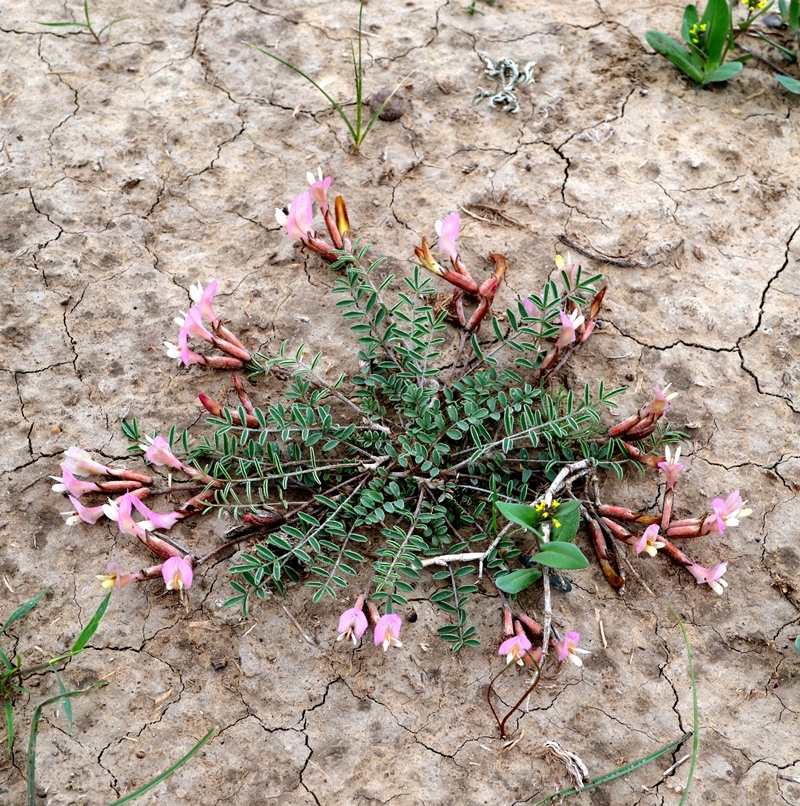 Изображение особи Astragalus pallasii.