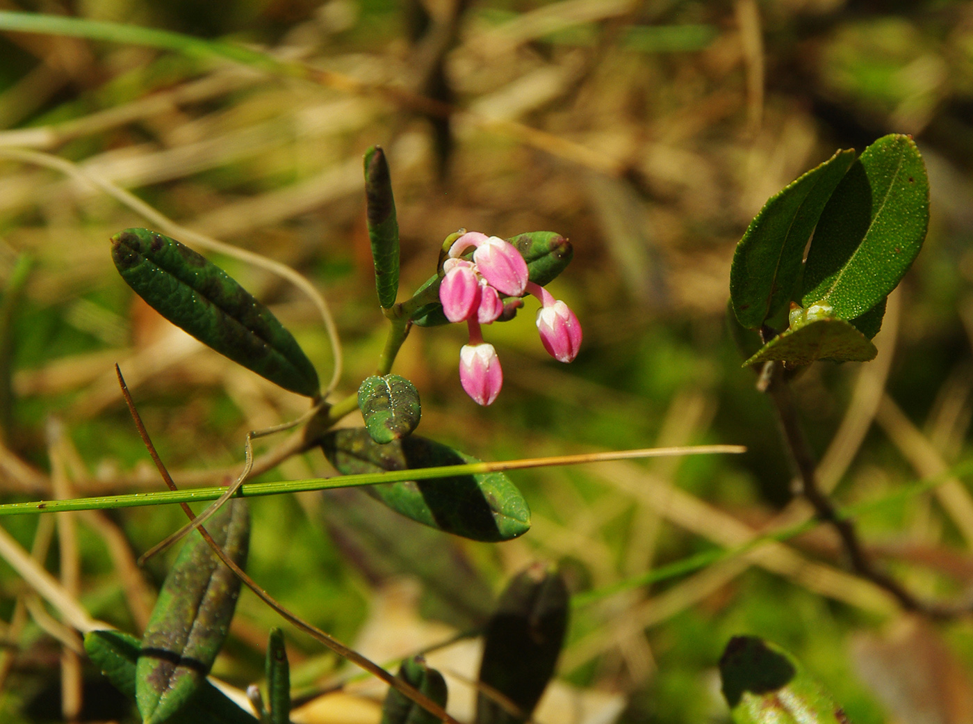 Image of Andromeda polifolia specimen.