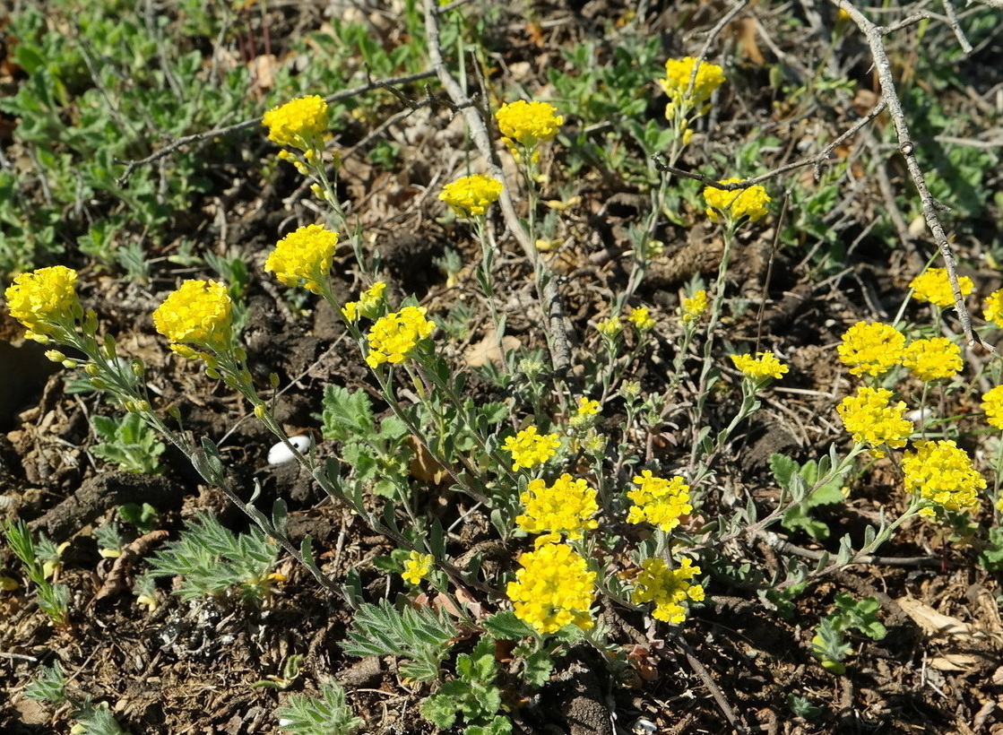 Изображение особи Alyssum trichostachyum.