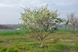 Cerasus avium