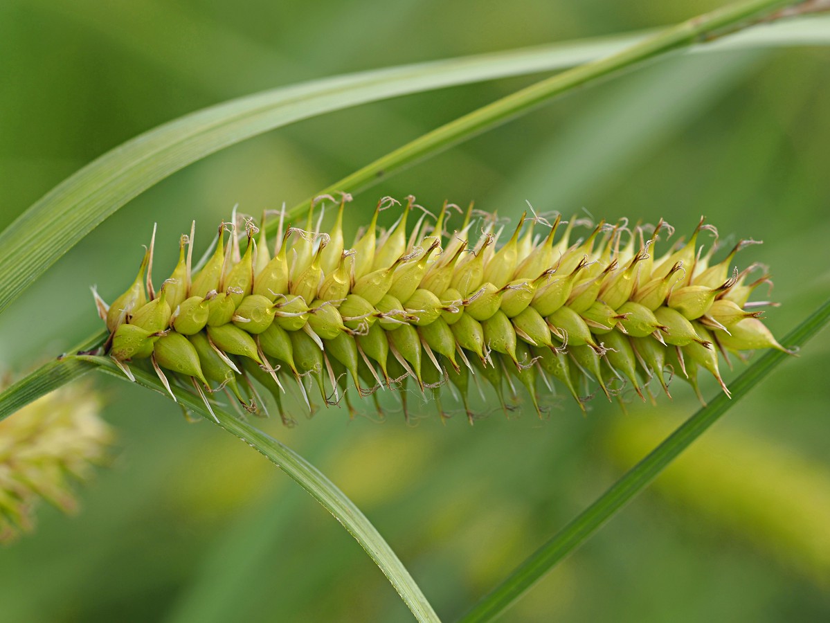 Изображение особи Carex vesicaria.