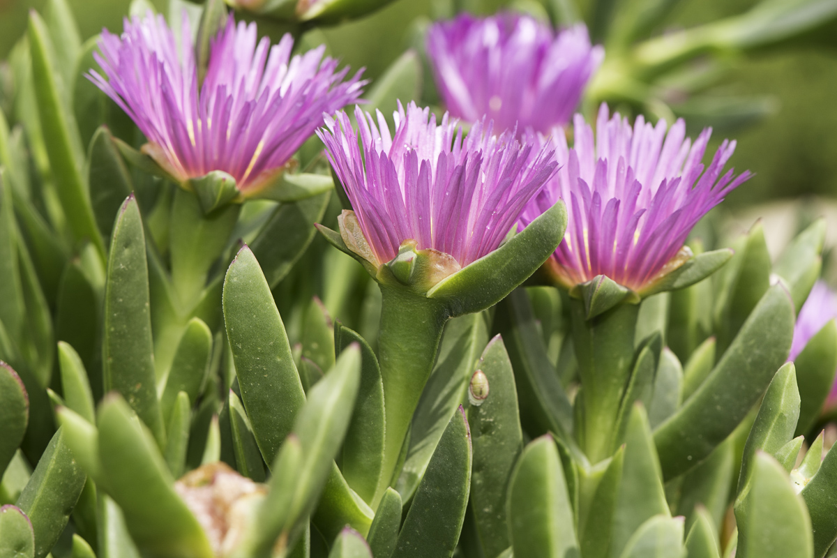 Изображение особи Carpobrotus modestus.