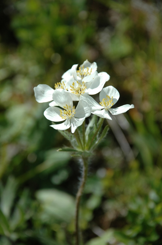 Image of Anemonastrum crinitum specimen.