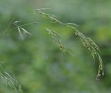 Festuca gigantea