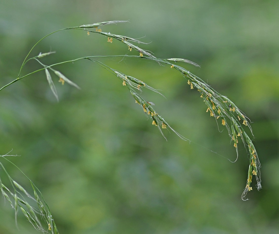 Изображение особи Festuca gigantea.