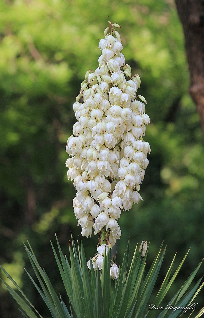 Image of genus Yucca specimen.