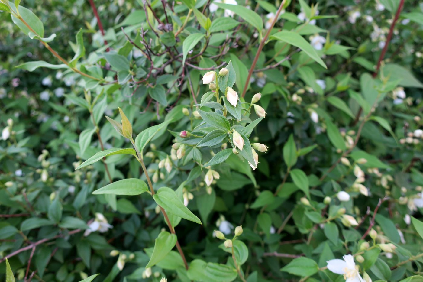 Изображение особи Philadelphus tenuifolius.