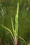 Plantago tenuiflora