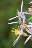 Galatella dracunculoides. Соцветия. Краснодарский край, Крымский р-н, окр. хут. Гапоновский, ур. Николаевское, разнотравный луг. 18.09.2021.