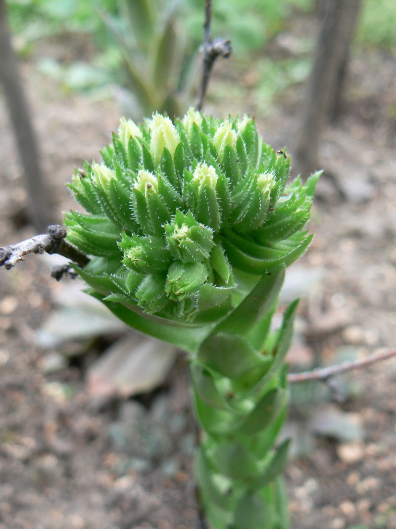 Изображение особи род Orostachys.