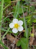 Fragaria orientalis