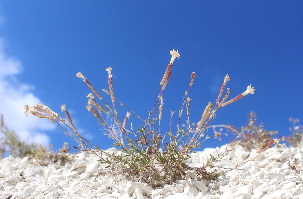 Изображение особи Silene cretacea.