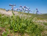 Myosotis alpestris. Цветущее растение. Адыгея, Кавказский биосферный заповедник, северо-восточный склон горы Оштен, ≈ 2300 м н.у.м., субальпийский луг. 18.07.2015.