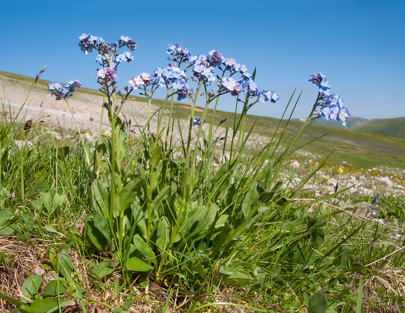 Изображение особи Myosotis alpestris.